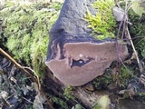 Phellinus igniarius image
