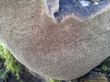 Phellinus igniarius image