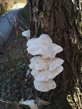 Trametes suaveolens image
