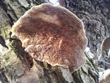 Trametes suaveolens image