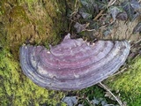 Ganoderma resinaceum image