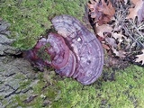 Ganoderma resinaceum image
