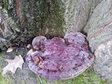 Ganoderma resinaceum image