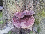 Ganoderma resinaceum image
