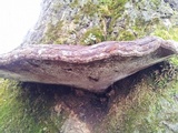 Ganoderma resinaceum image