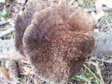 Daedaleopsis tricolor image