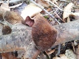 Daedaleopsis tricolor image