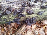 Exidia truncata image
