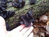 Exidia truncata image