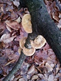 Trametes pubescens image