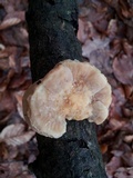 Trametes pubescens image