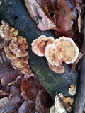 Trametes pubescens image