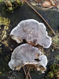 Bjerkandera adusta image