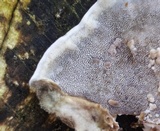 Bjerkandera adusta image