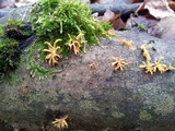 Calocera cornea image