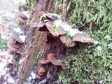 Hymenochaete rubiginosa image