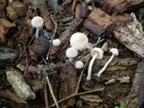 Cystolepiota seminuda image