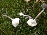 Cystolepiota seminuda image