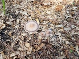 Panaeolus cinctulus image