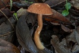 Austroboletus gracilis image