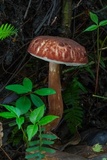 Austroboletus gracilis image
