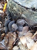 Xylaria polymorpha image
