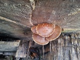 Hemipholiota populnea image