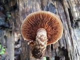 Hemipholiota populnea image
