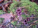 Ascocoryne sarcoides image