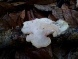 Polyporus tuberaster image