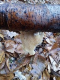 Polyporus tuberaster image