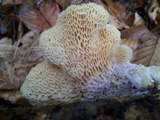 Polyporus tuberaster image
