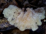 Polyporus tuberaster image