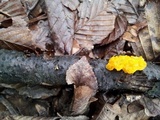 Tremella mesenterella image