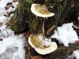 Trametes gibbosa image