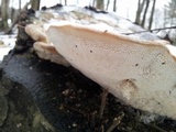 Trametes gibbosa image