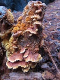 Pycnoporellus fulgens image