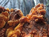 Pycnoporellus fulgens image