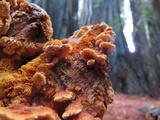 Pycnoporellus fulgens image