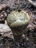 Lycoperdon umbrinum image