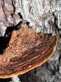 Phellinus gilbertsonii image