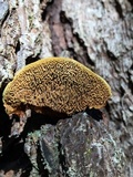 Phellinus gilbertsonii image