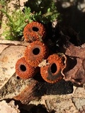 Plectania melastoma image