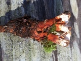 Hydnellum aurantiacum image