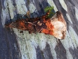 Hydnellum aurantiacum image