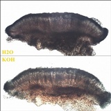 Lecidella elaeochroma f. elaeochroma image