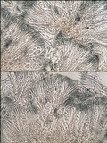 Lecidella elaeochroma f. elaeochroma image