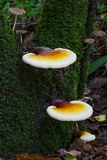 Ganoderma curtisii image