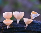 Cookeina colensoi image