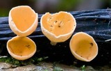 Cookeina colensoi image